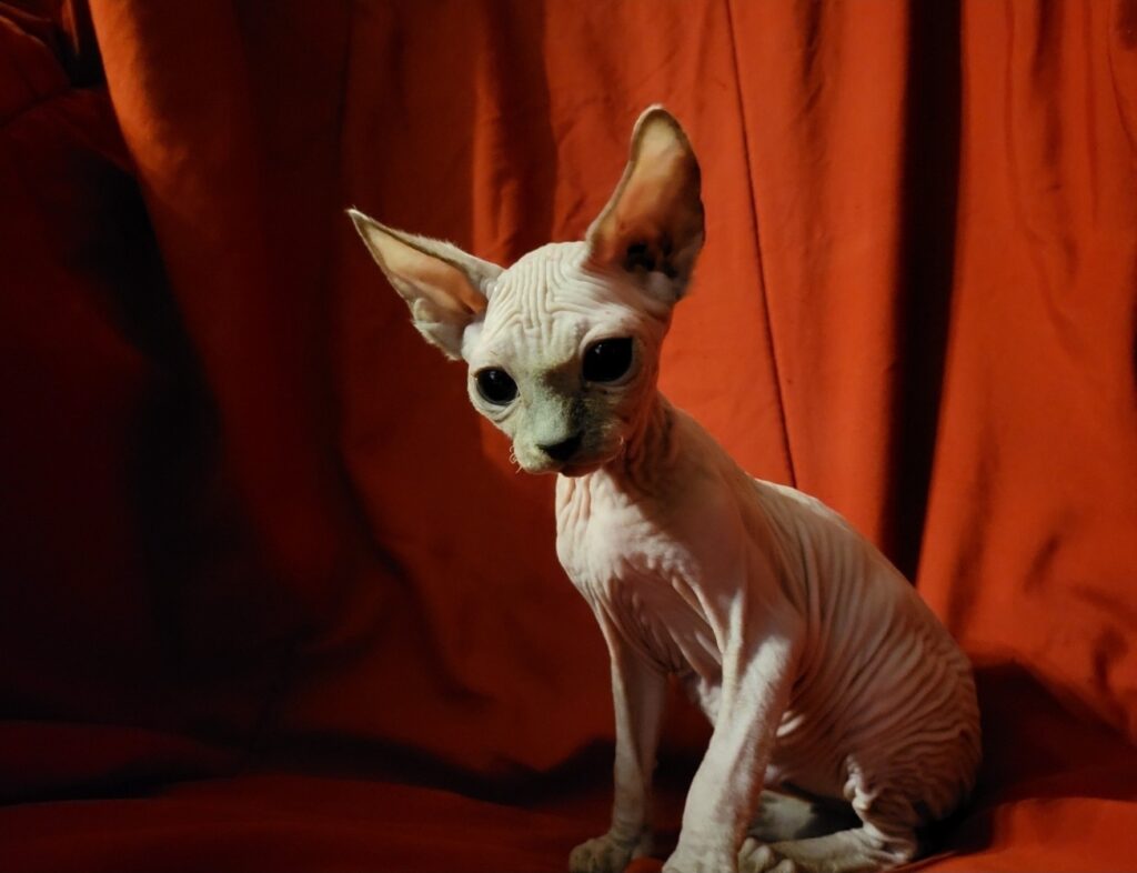 sphynx kitten for sale in Utah