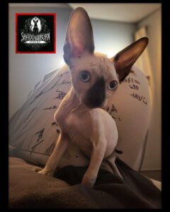 Seal Point Male Sphynx kitten